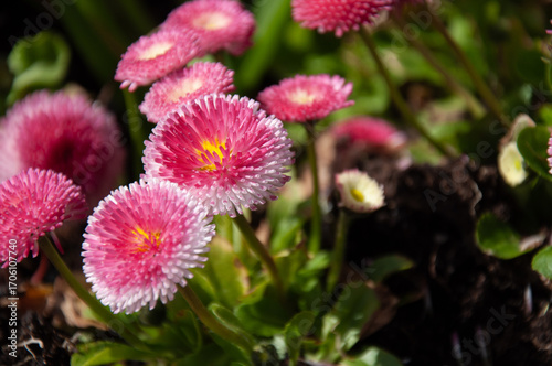 English Daisies closeup (Bellis perennis)