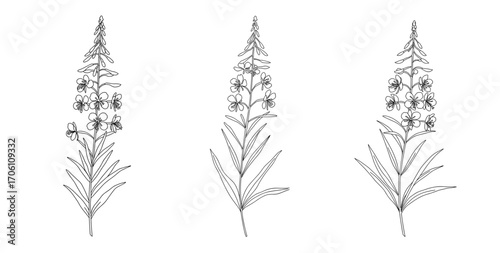 Fireweed plant illustrated in monochrome with detailed features  