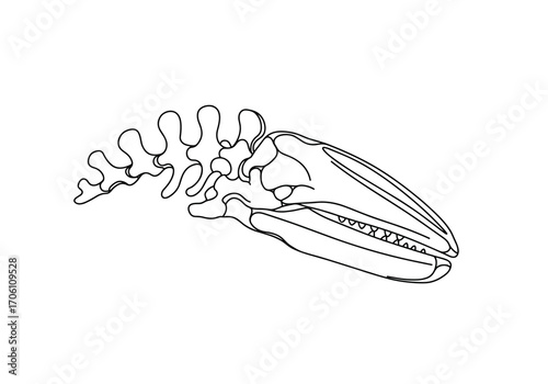 Whale skeleton outline in minimalist black line art style  