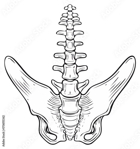 Detailed illustration of human spine and pelvis, medical or healthcare graphic