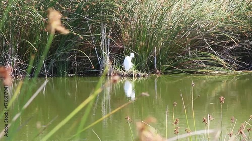 Great White Egret Preening Across Pond With Green Reeds Swaying In Breeze Wetlands Petaluma California
