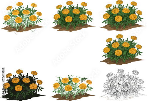Marigold flower bush vector set, yellow garden flowers clipart, botanical illustration, hand-drawn marigold plant, flowerbed art, floral design, blooming plant