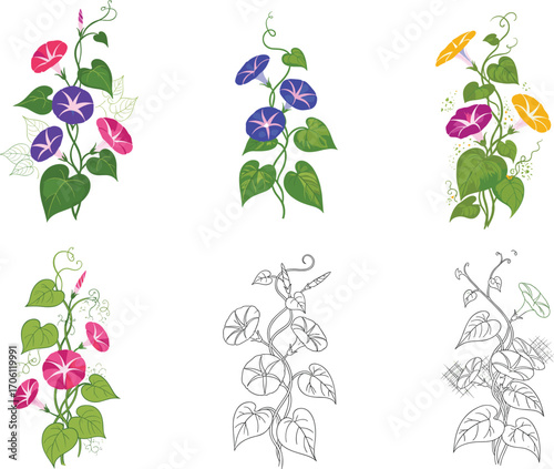 Morning glory flower vector set, red, blue, purple blooms, sketch, line art, stylized designs, botanical clipart bundle, nature icons, floral graphics