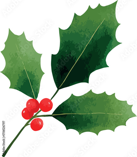 Watercolor Holly Sprig