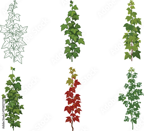 Vertical vine plant vector set, seasonal foliage styles, green, yellow, red leaves, sketch, silhouette, botanical clipart bundle, nature icons