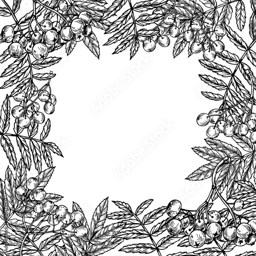 Monochrome rowan tree branches vector isolated square frame with empty space for text. Hand drawn mountain ash berries with leaves outline drawing. Autumn harvest for food packaging, greeting cards