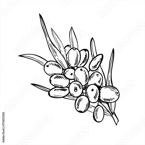 sea buckthorn branch with berries and leaves vector illustration painted by black inks. Baltic sallow thorn berry cluster outline drawing for organic cosmetic product packaging, healthy food labels