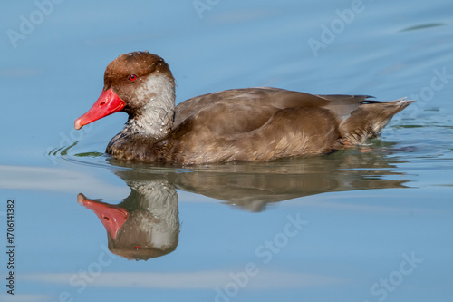 Fistione turco ( Netta rufina )