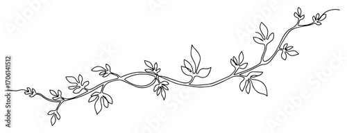 Delicate vine branch divider with leaves, elegant floral line ornament – vector illustration