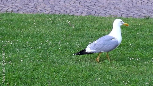 A seagull looking for something to eat.
A gull walking on a flowerbed at sunset in the city of Naples, Italy.
