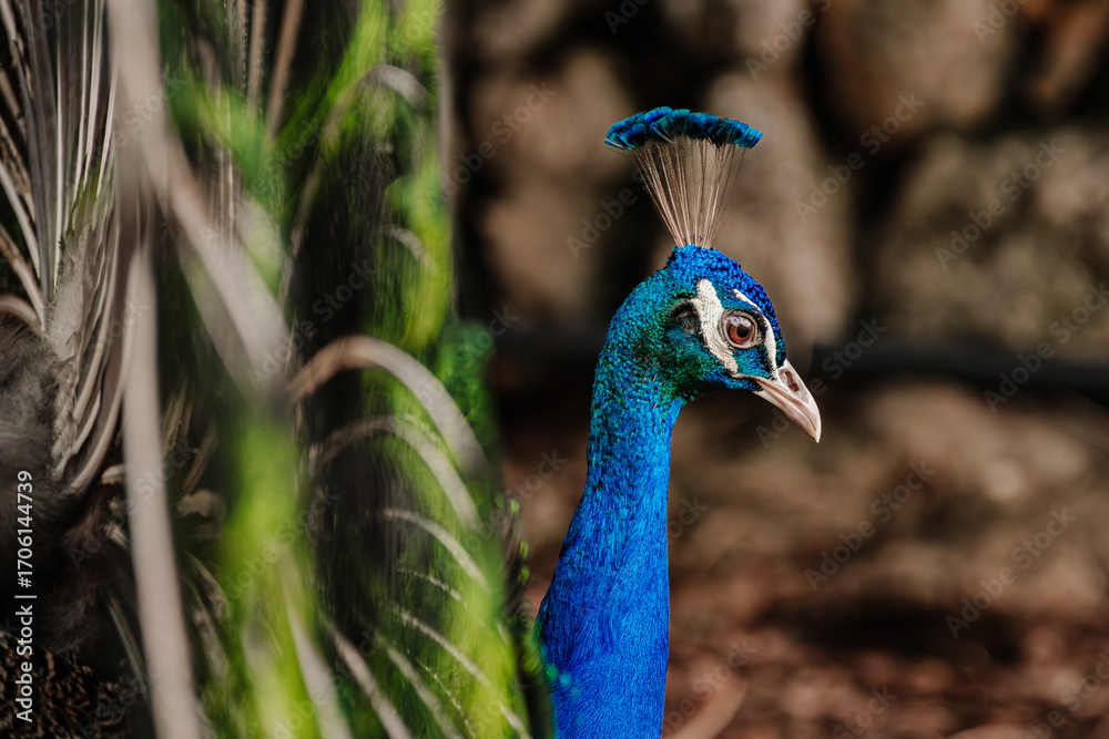 custom made wallpaper toronto digitalClose-up of an exotic male peacock in natural habitat