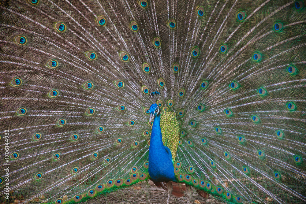 Obraz premium Vibrant peacock with fully fanned feathers in close-up