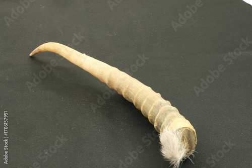 Fotografie Saiga tatarica horn, called Yeongyanggak, is a traditional animal medicine that cools liver heat, calms convulsions, expels wind, detoxifies, and supports neurological health