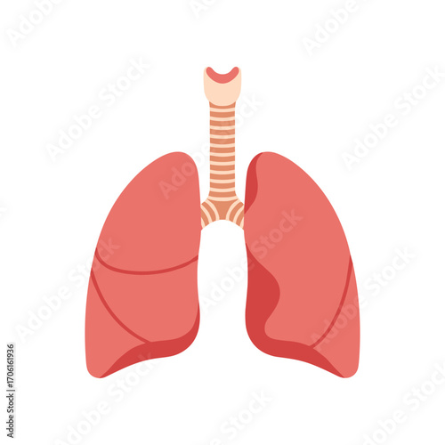 Anatomical illustration of human lungs showcasing detailed structure and function