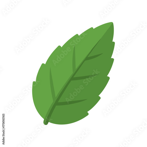 A vibrant green mint leaf showcasing its intricate vein structure against a clean white background