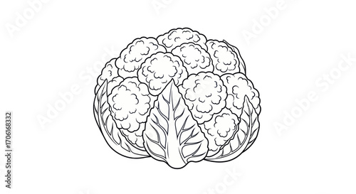 Detailed Line Art Drawing of a Fresh Cauliflower Head.