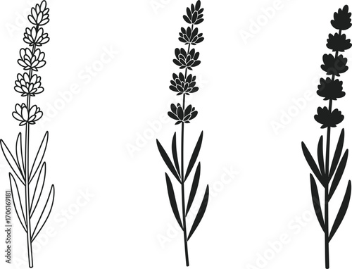 Three lavender floral illustrations in black color with a transparent background