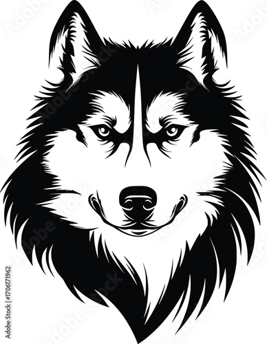Alaskan Malamute head silhouette with thick fur, erect ears, and intense eyes in black vector