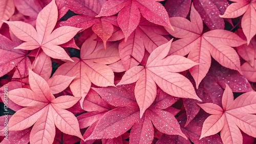 Colorful autumn leaves background. Red and pink autumn leaves background.
