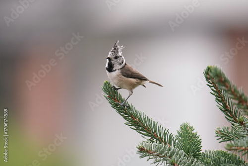 Crested tit on a spruce branch.