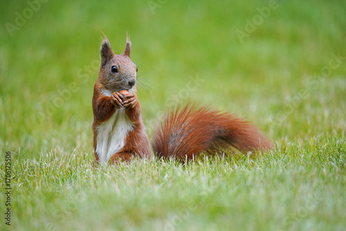 Red squirrel with a nut on the lawn.