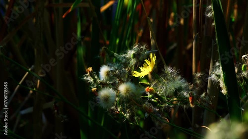Wildflowers with Morning Sunlight and Shadows
