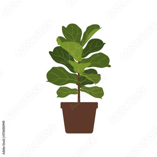 A vibrant fiddle leaf fig plant in a brown pot, showcasing its lush green leaves against a white background, ideal for home decor
