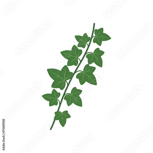 A vibrant green ivy vine with lush leaves against a clean white background, ideal for nature themes