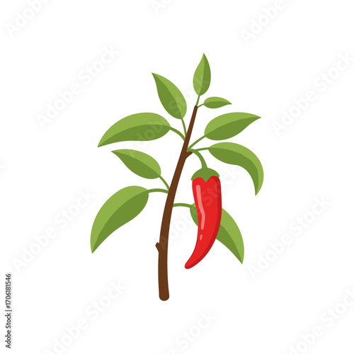 A vibrant red chili pepper hanging from a green plant branch against a white background