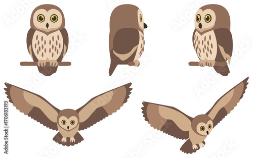 Vector illustration of owls in various poses and angles