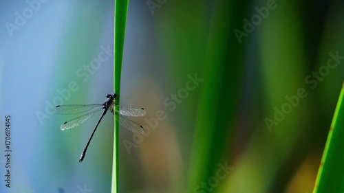 Dragonfly in Contrast Light on Summer Morning