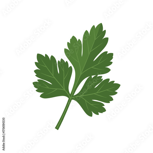 Fresh green parsley leaf isolated on white background, ideal for culinary and health-related uses