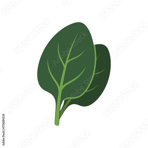 Fresh green spinach leaves with detailed veins, isolated on a white background, ideal for culinary use