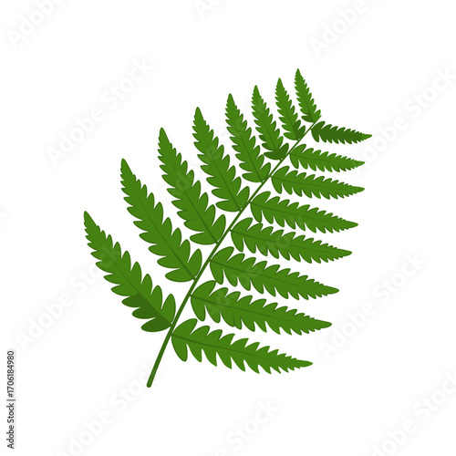 Lush green fern leaf isolated on a white background showcasing its intricate details