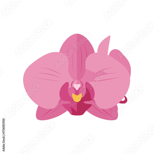 Vibrant pink orchid in full bloom, showcasing intricate petals against a clean background
