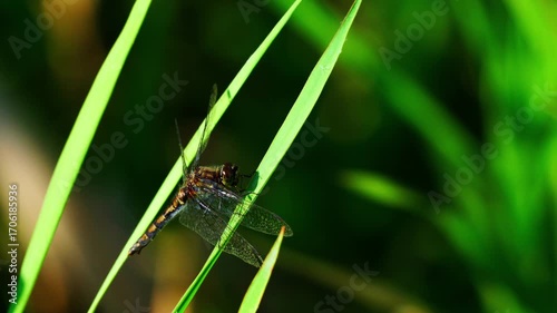 Dragonfly in Contrast Light on Summer Morning