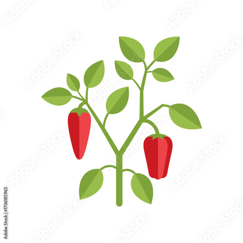 Vibrant red bell peppers growing on a green plant against a clean white background