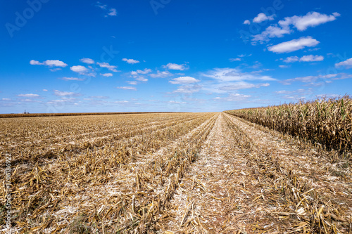 Papier peint Vista aérea de plantação de milho colhido