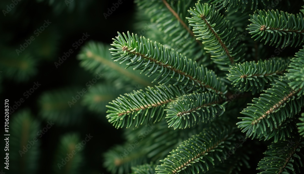 Obraz premium Close-Up Vertical Image Of Fluffy Young Fir Tree Branches Resembling A Christmas Tree: Perfect For Holiday-Themed Designs And Decorations.