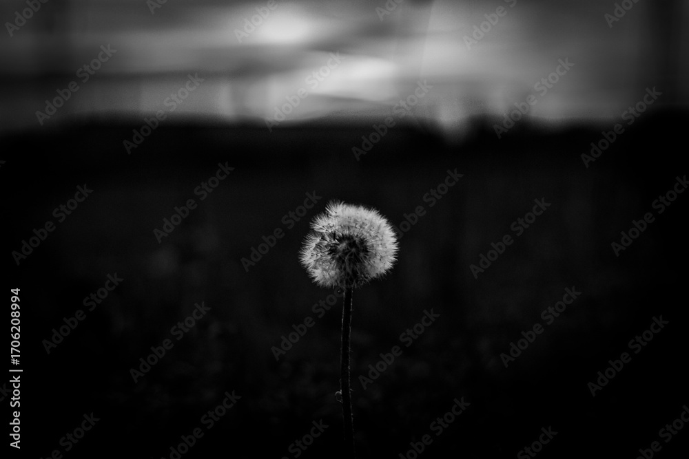 Obraz premium dandelion on black background