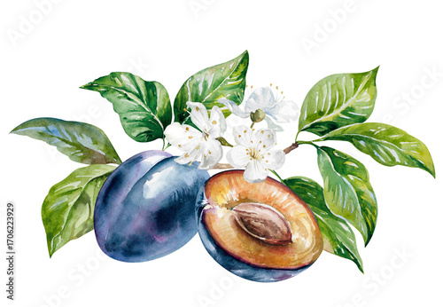 Plums, halves and whole purple fruits with blooming branch hand drawn watercolor illustration. Isolated on white clipart ripe fresh juicy prunes for food, culinary, garden, harvest design, packaging