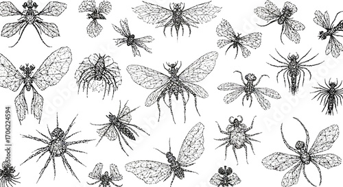 Detailed insect and spider sketches on white background