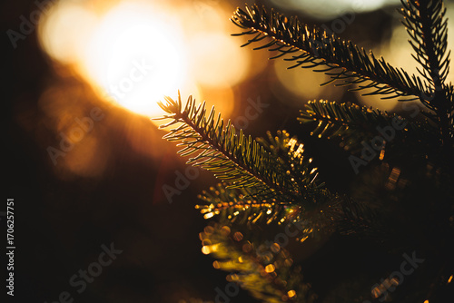 vista macro di alcuni rami con aghi verdi di un albero di abete, col sole al tramonto in controluce che crea effetti luminosi di color arancione
