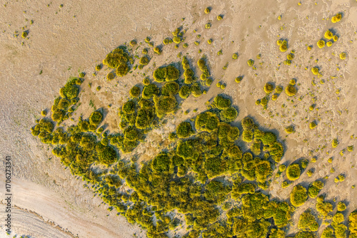 La progression de la spartine en Baie de Somme