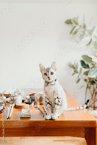 Young Cat with Yellow Eyes Looking At Camera