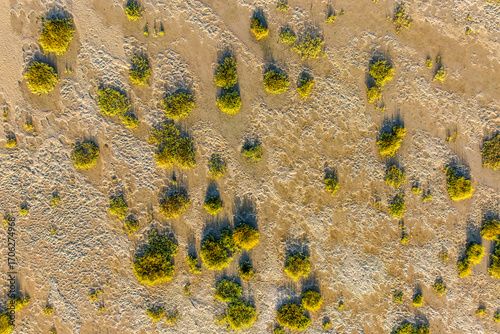La progression de la spartine en Baie de Somme