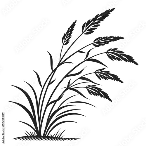 Elegant black silhouette of tall wild grass stalks with feathery seed heads and blades of grass on a white background