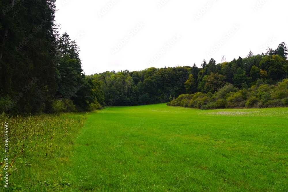 Fototapeta premium green grass field