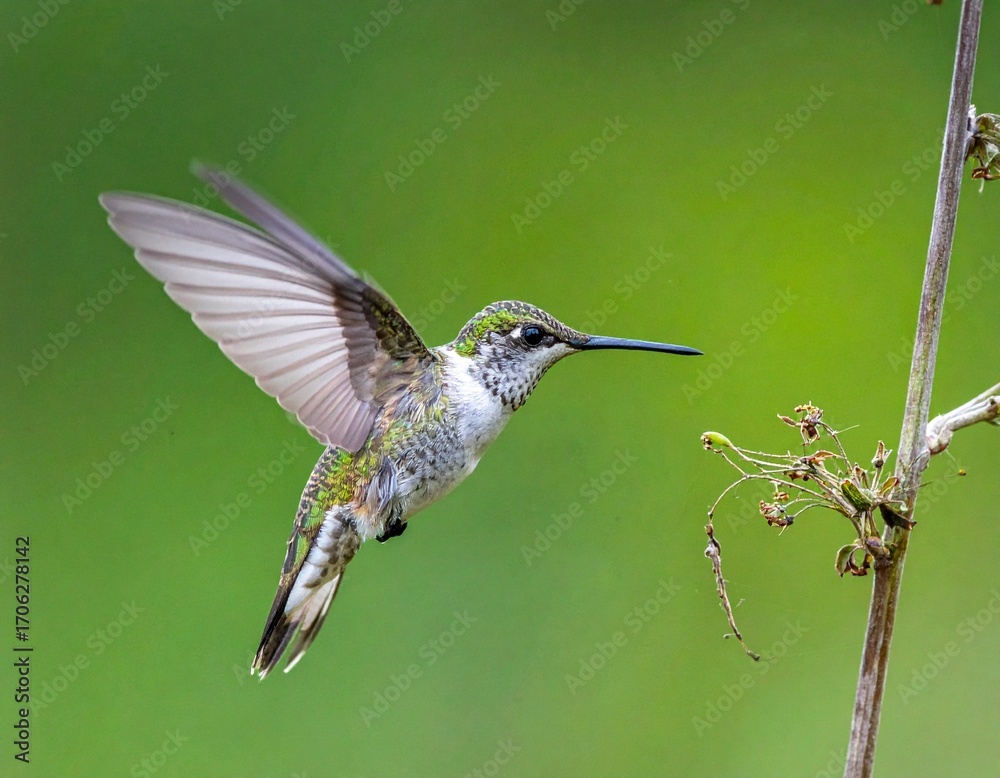 Fototapeta premium Hummingbird in Flight
