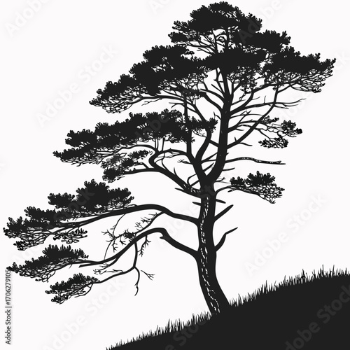 Konstfotografi A dramatic silhouette of a windswept pine tree with textured branches and needle